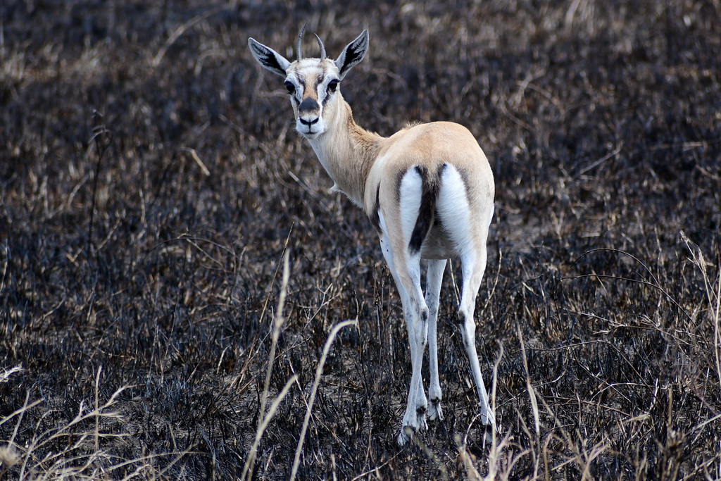 Central Serengeti